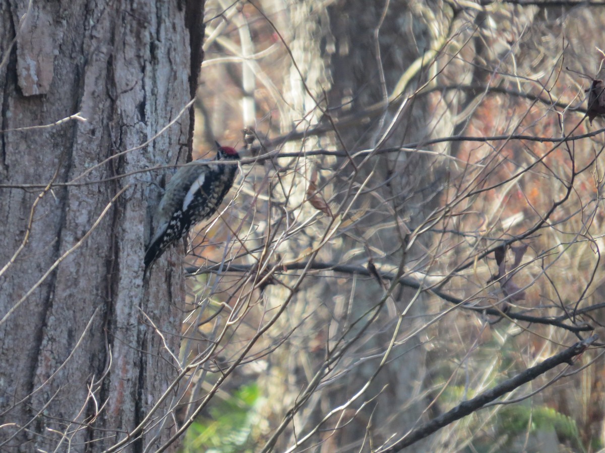 Yellow-bellied Sapsucker - ML611292071