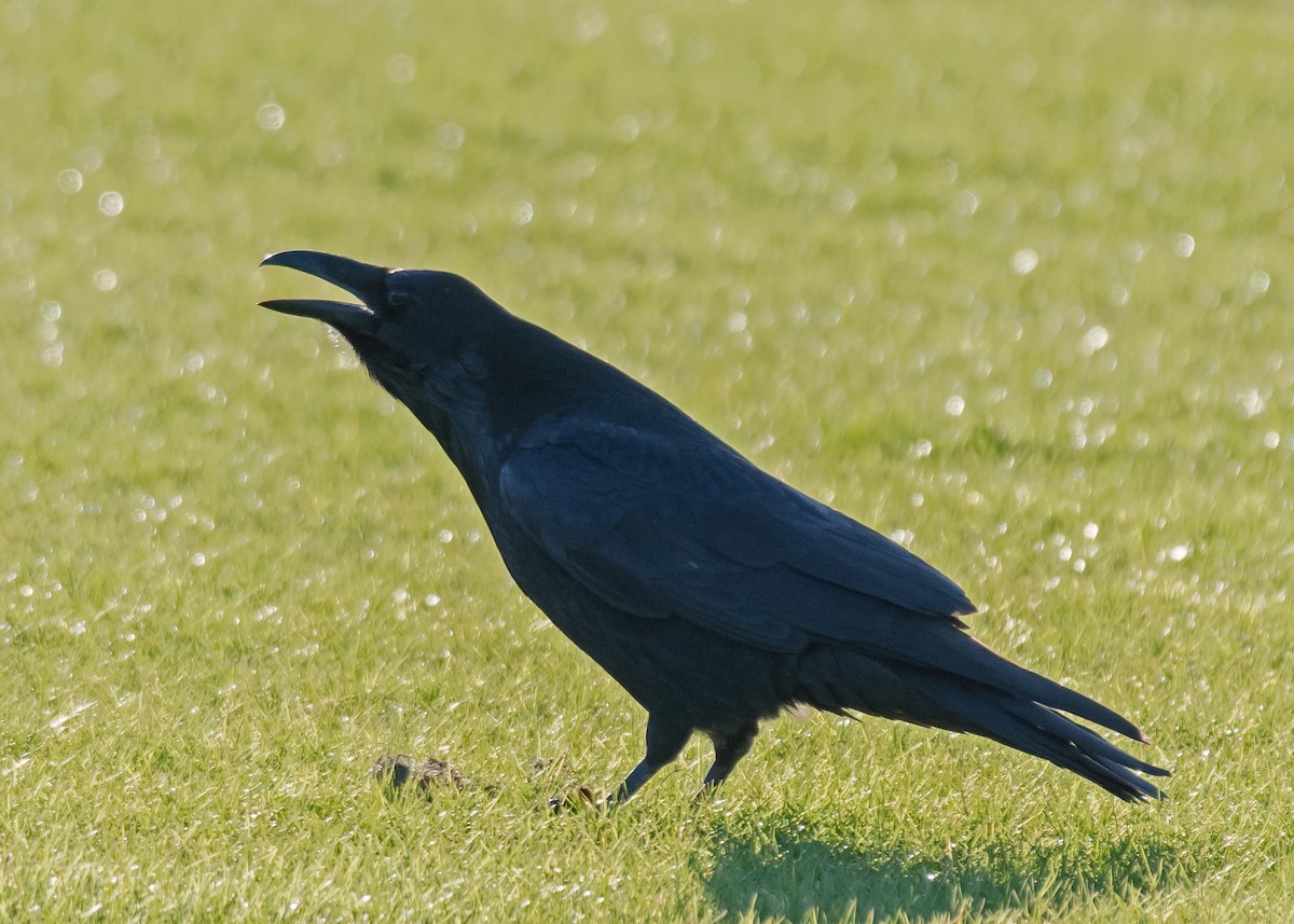 Common Raven - ML611292073