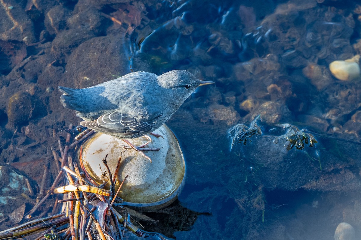 American Dipper - Anne Spiers