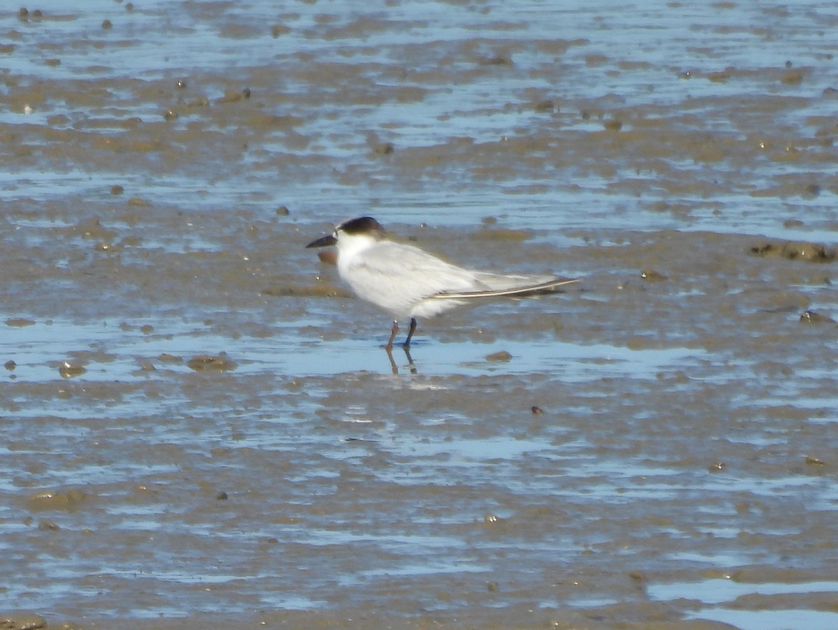 Little Tern - ML611292118