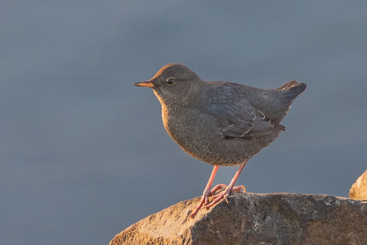 American Dipper - Anne Spiers