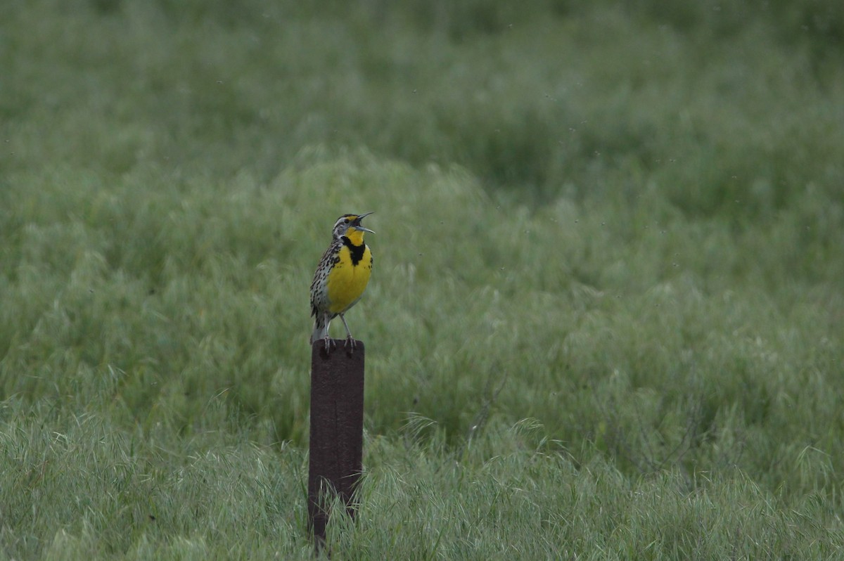Western Meadowlark - ML611292166