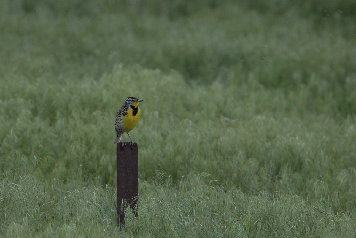 Western Meadowlark - ML611292167