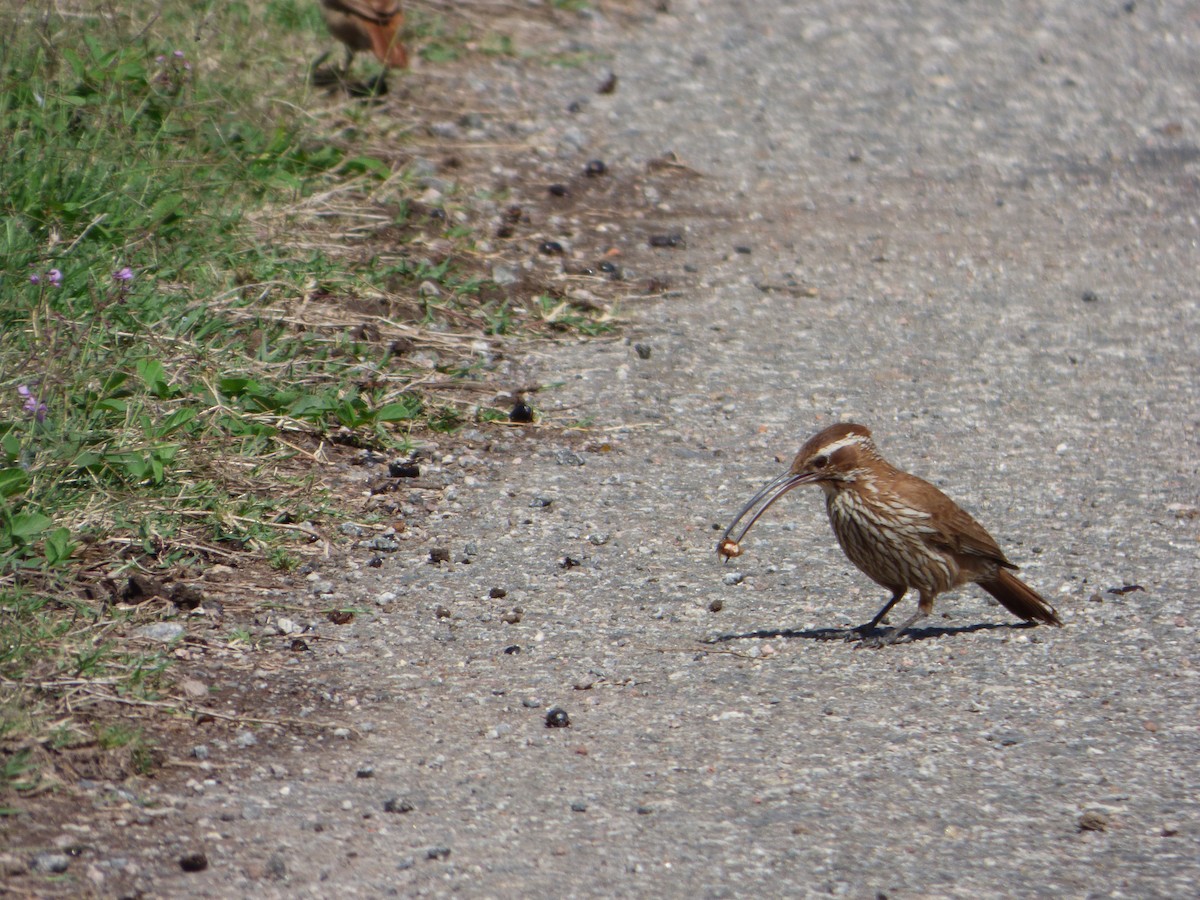 Scimitar-billed Woodcreeper - ML611292184