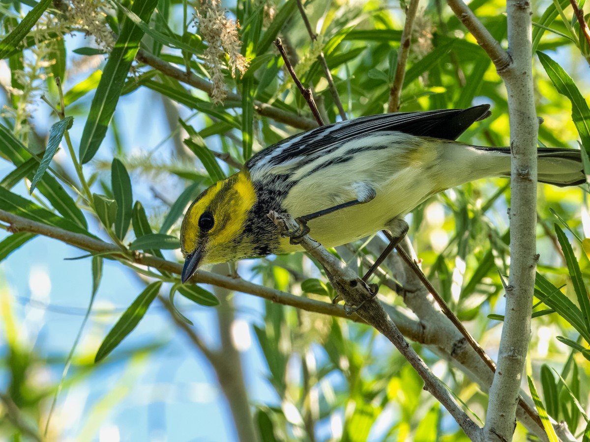 Black-throated Green Warbler - ML611292297