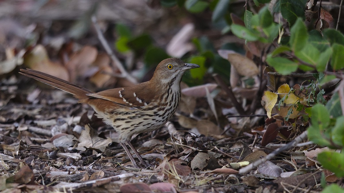 Brown Thrasher - ML611292300