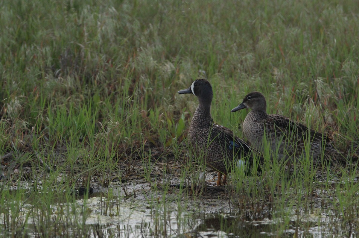 Blue-winged Teal - ML611292322