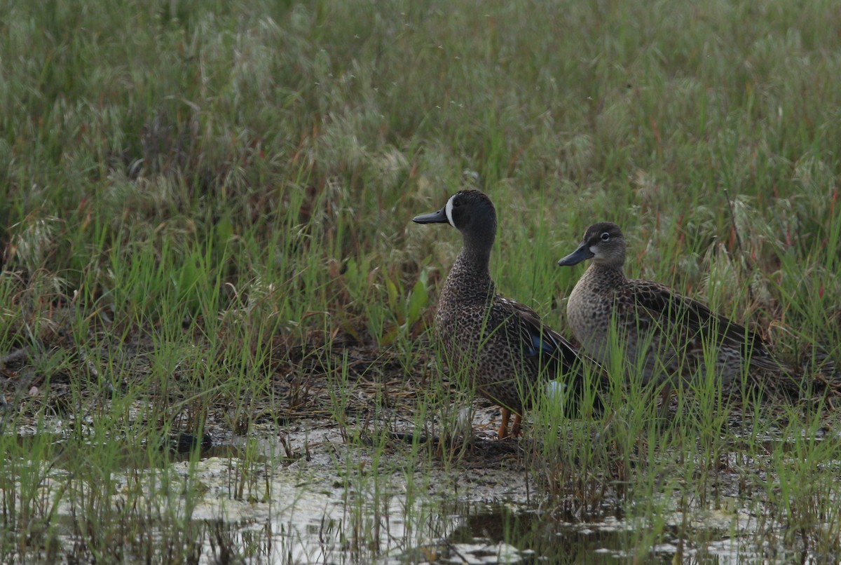 Blue-winged Teal - ML611292323