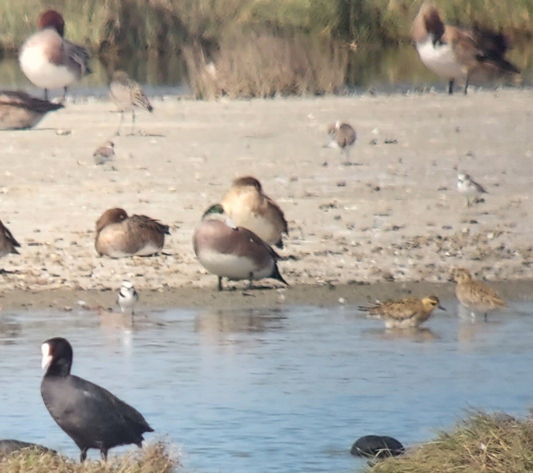 American Wigeon - ML611292360