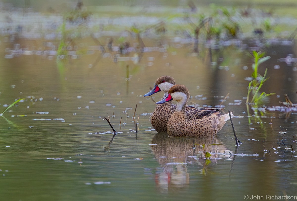 White-cheeked Pintail - ML611292376