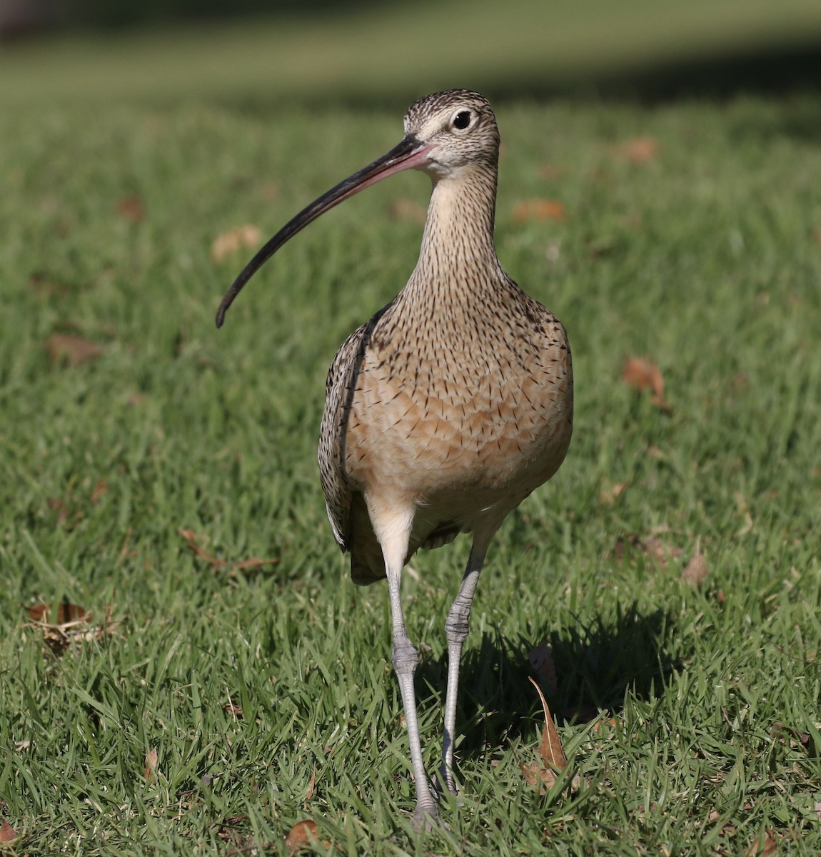 Long-billed Curlew - Otto Mayer