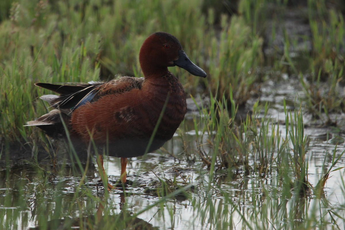 Cinnamon Teal - ML611292392