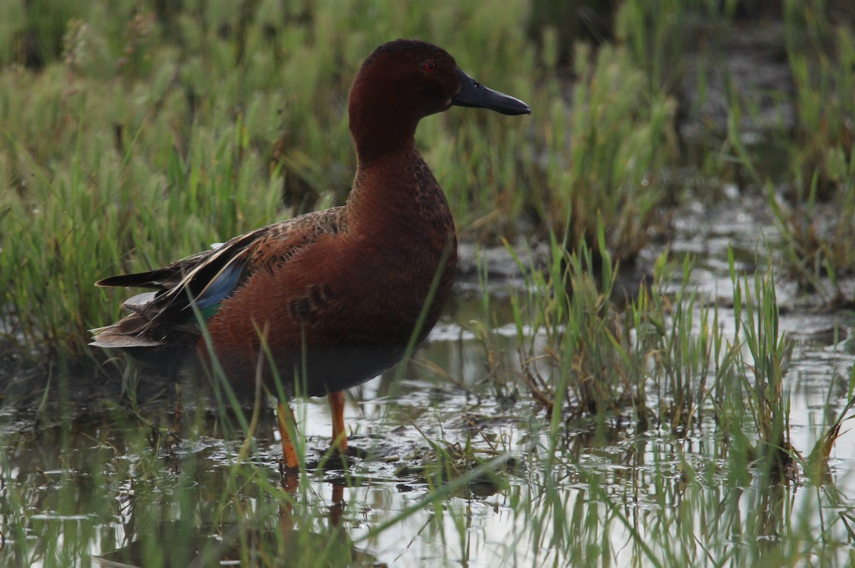 Cinnamon Teal - ML611292393