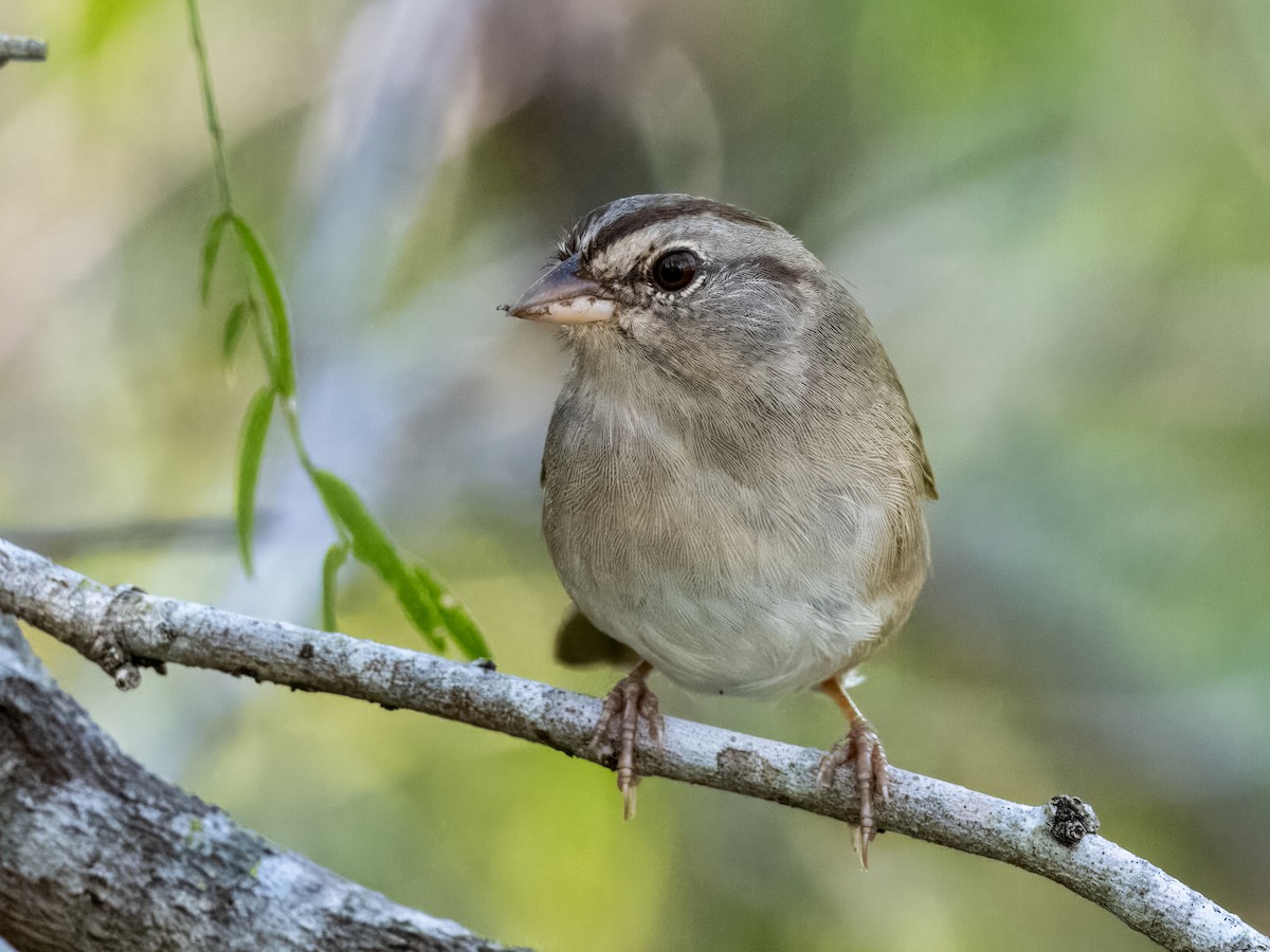 Olive Sparrow - ML611292404