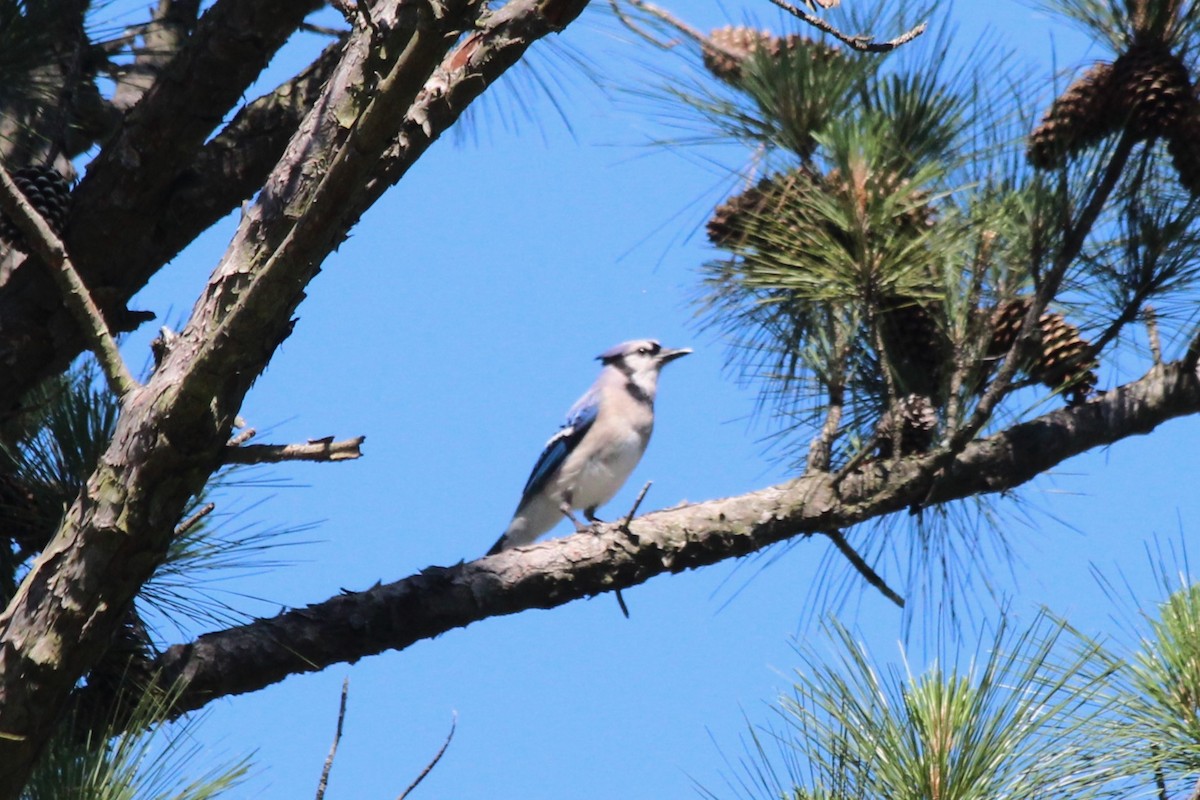 Blue Jay - ML611292412