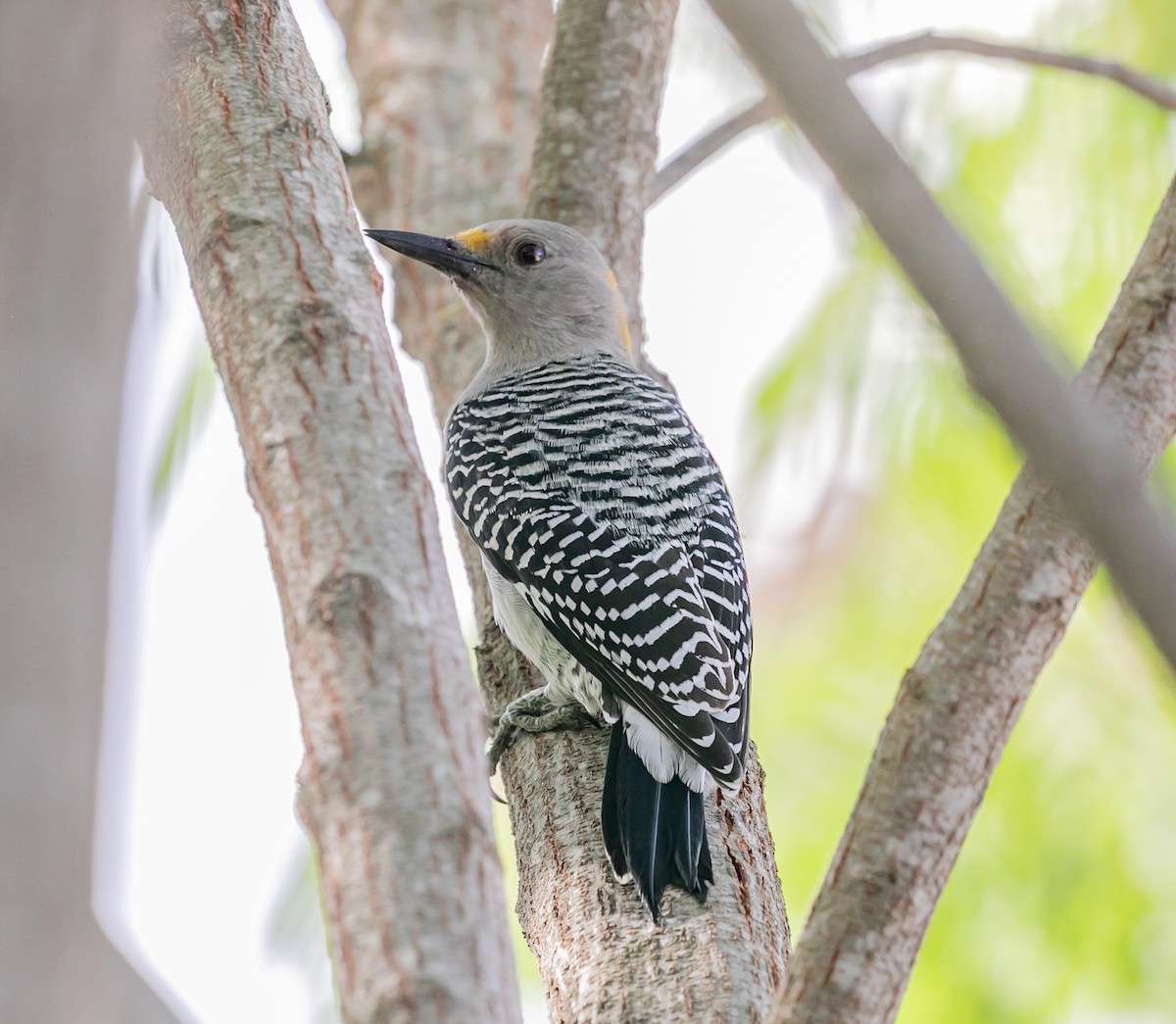 Golden-fronted Woodpecker - ML611292417