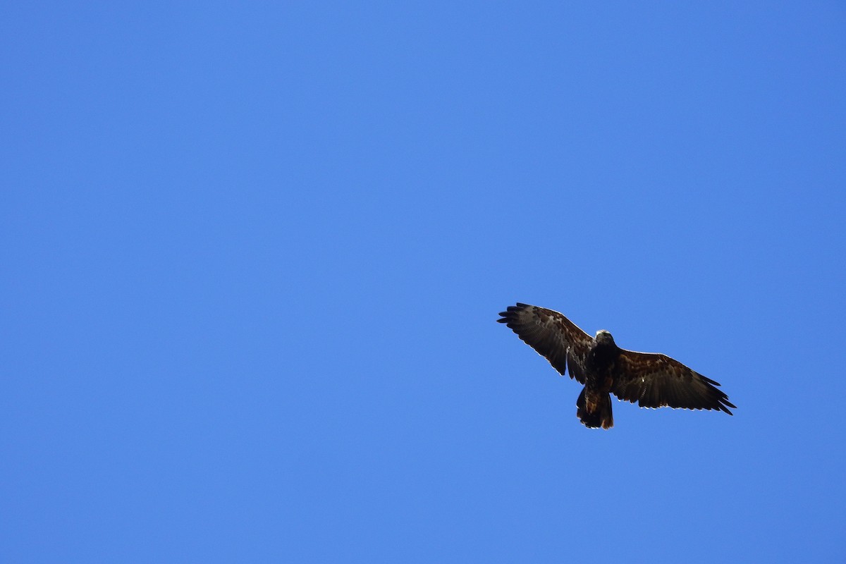 Black-chested Buzzard-Eagle - ML611292454