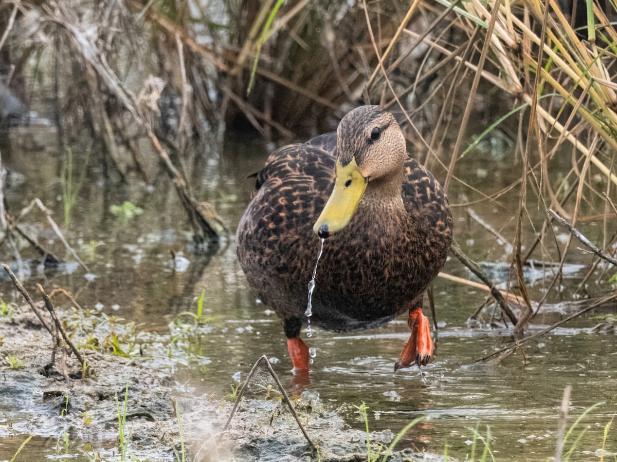 Mottled Duck - ML611292464