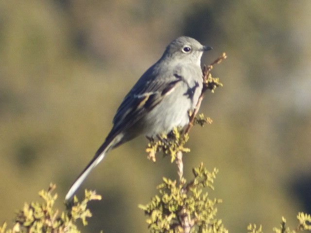 Townsend's Solitaire - ML611292492