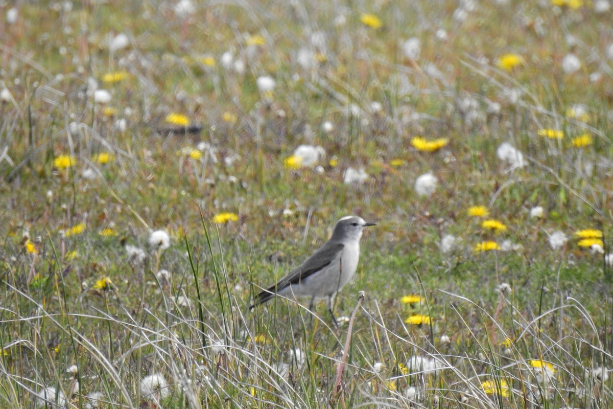 Ochre-naped Ground-Tyrant - ML611292516