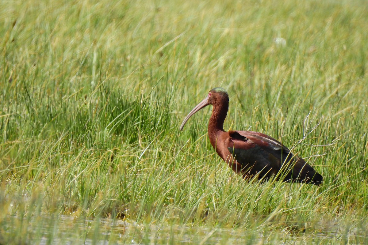White-faced Ibis - ML611292588
