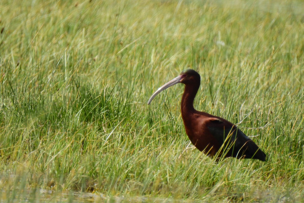 White-faced Ibis - ML611292589