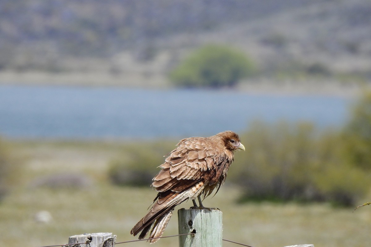Chimango Caracara - ML611292613