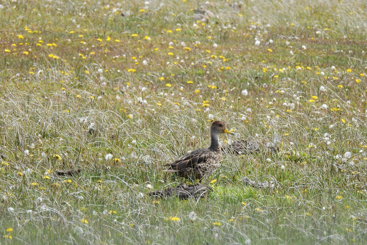 Yellow-billed Pintail - ML611292661