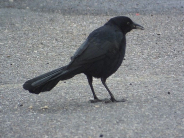 Great-tailed Grackle - Dave Hanscom