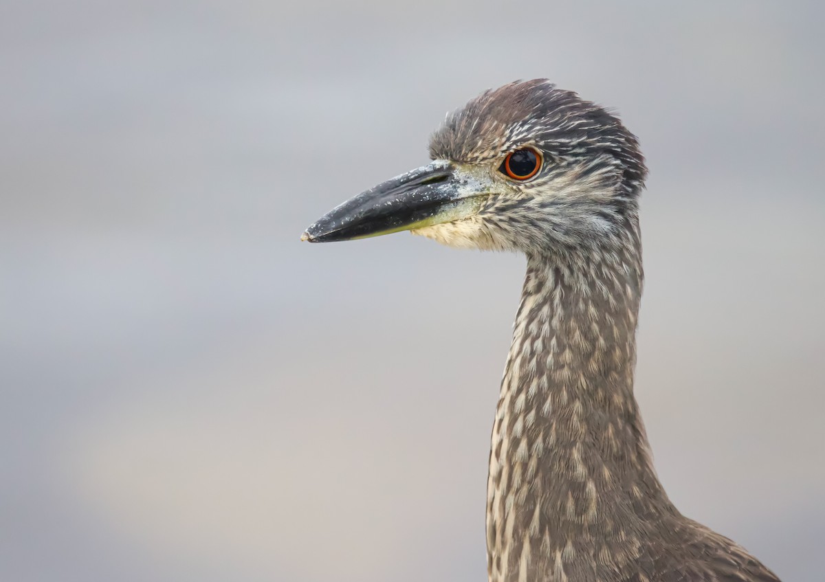 Yellow-crowned Night Heron - ML611292707