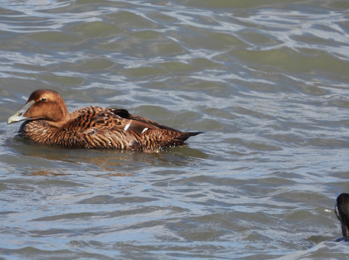 Common Eider - Eric Haskell