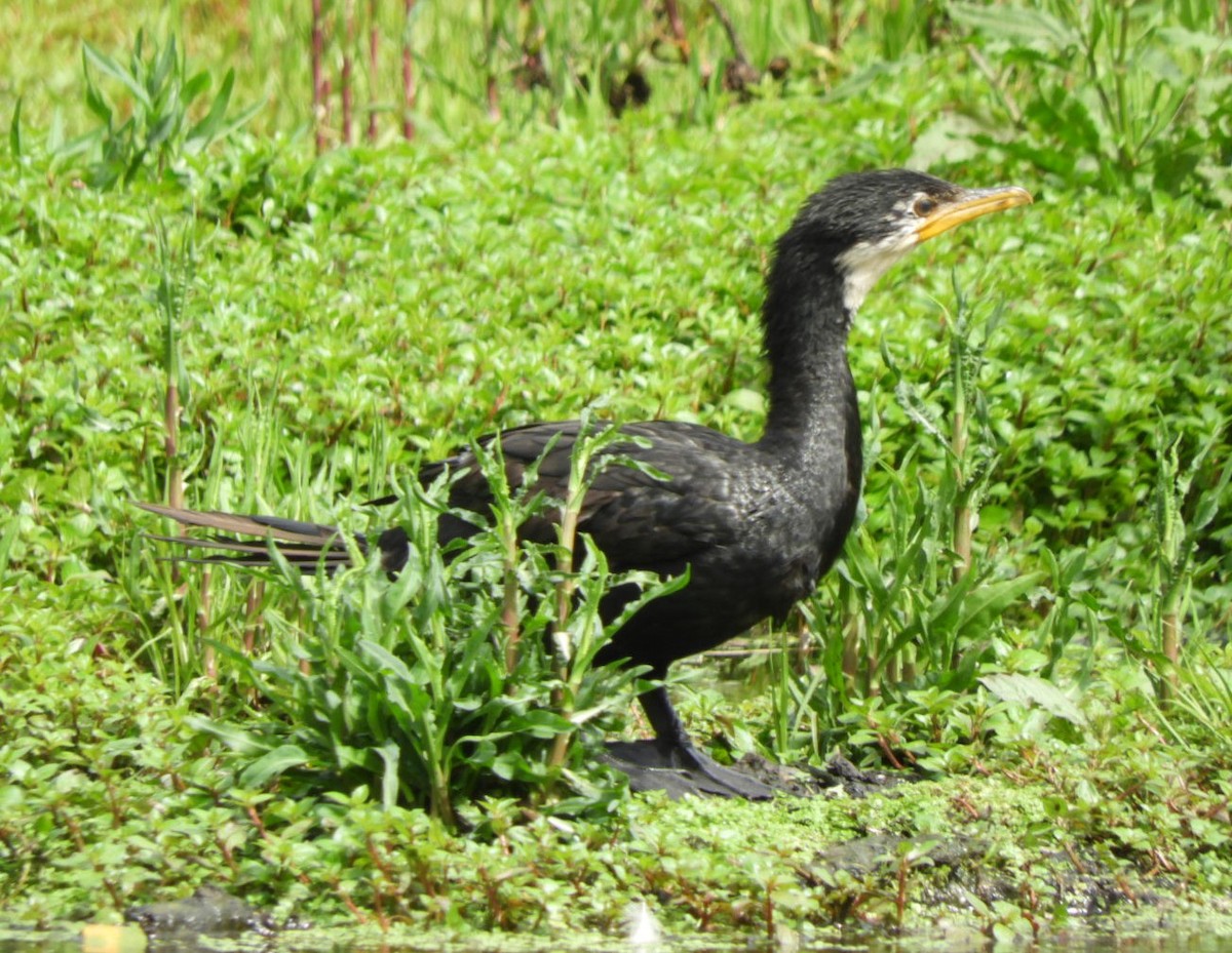 Little Pied Cormorant - ML611292803