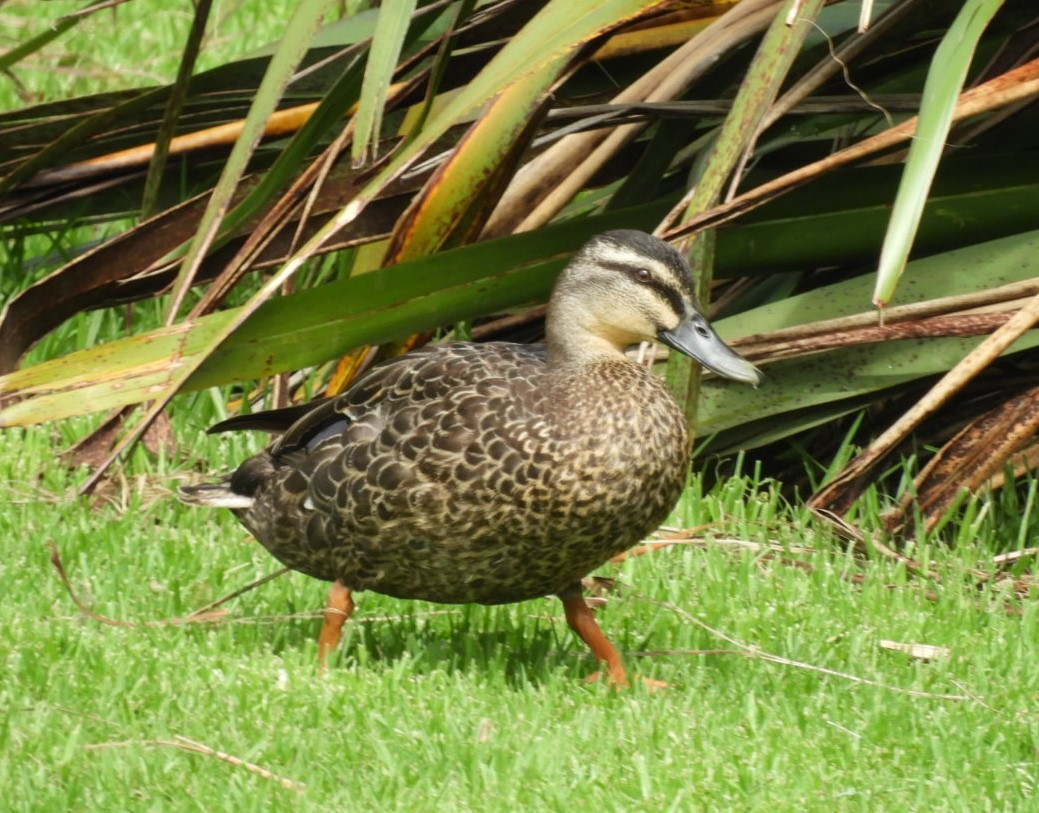 Hybride Canard colvert x C. à sourcils - ML611292849