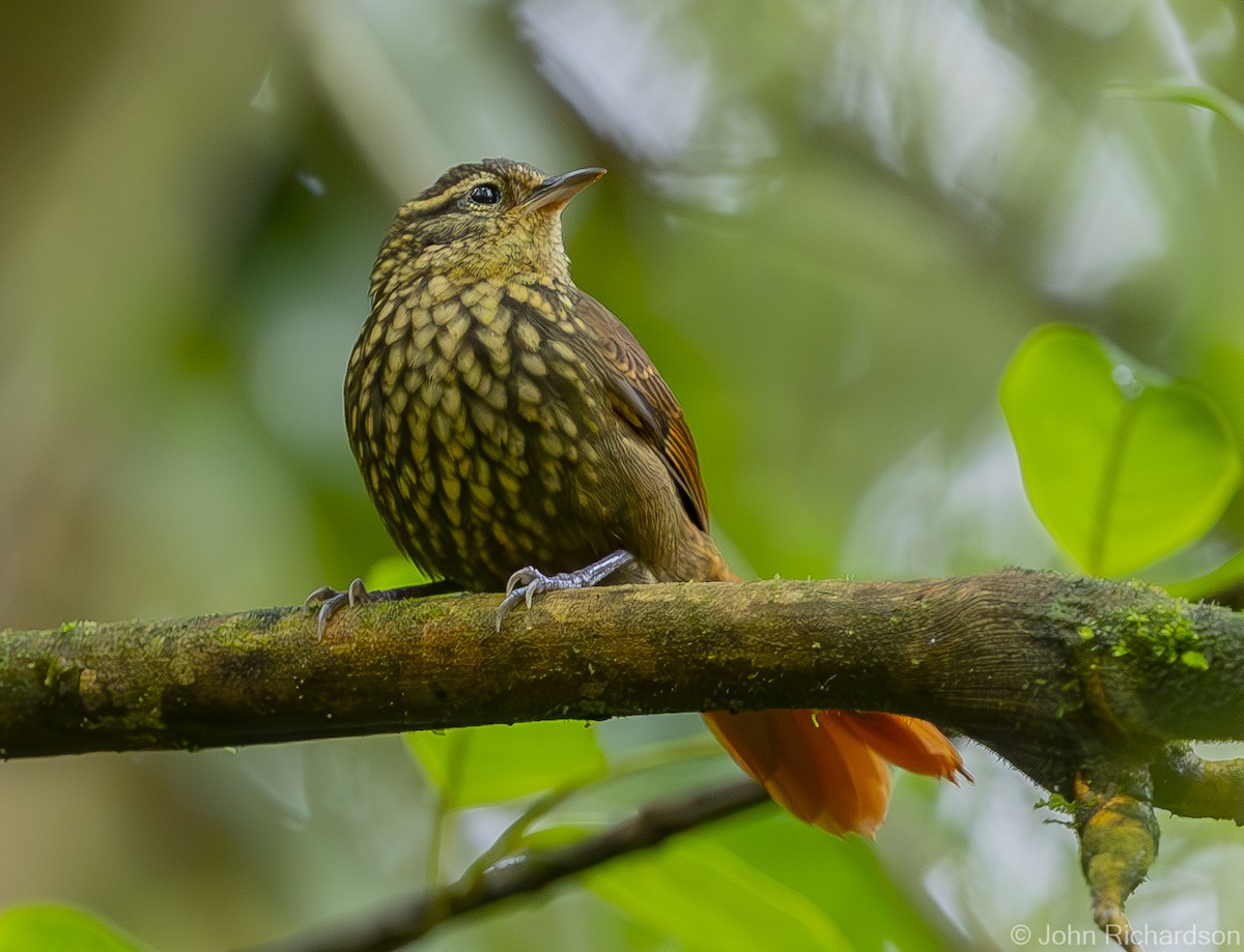 Rusty-winged Barbtail - ML611292947