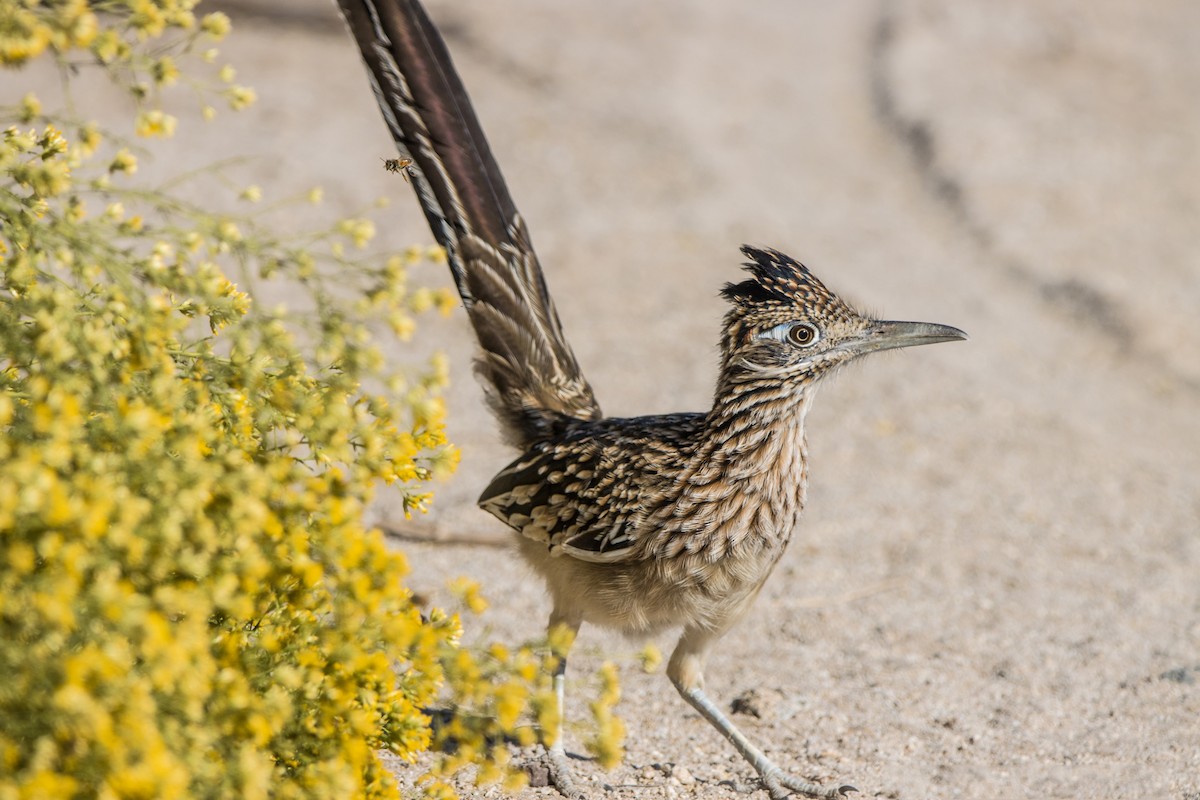 Greater Roadrunner - ML611292966