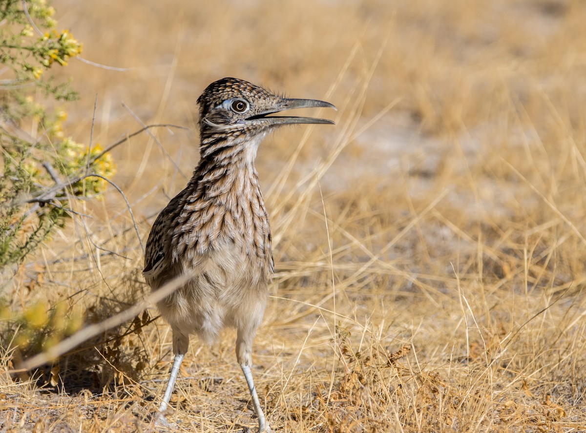 Greater Roadrunner - ML611292970