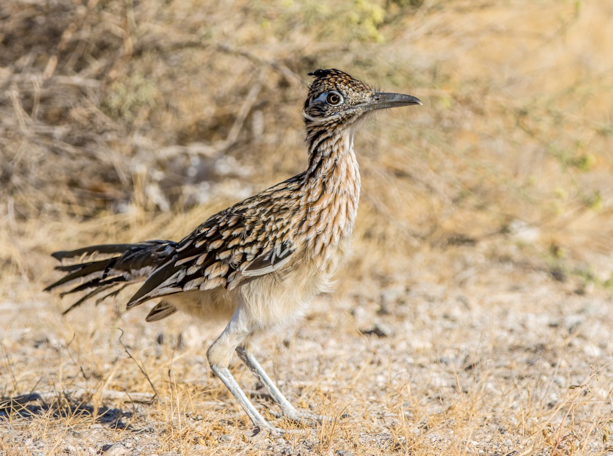 Greater Roadrunner - ML611292974