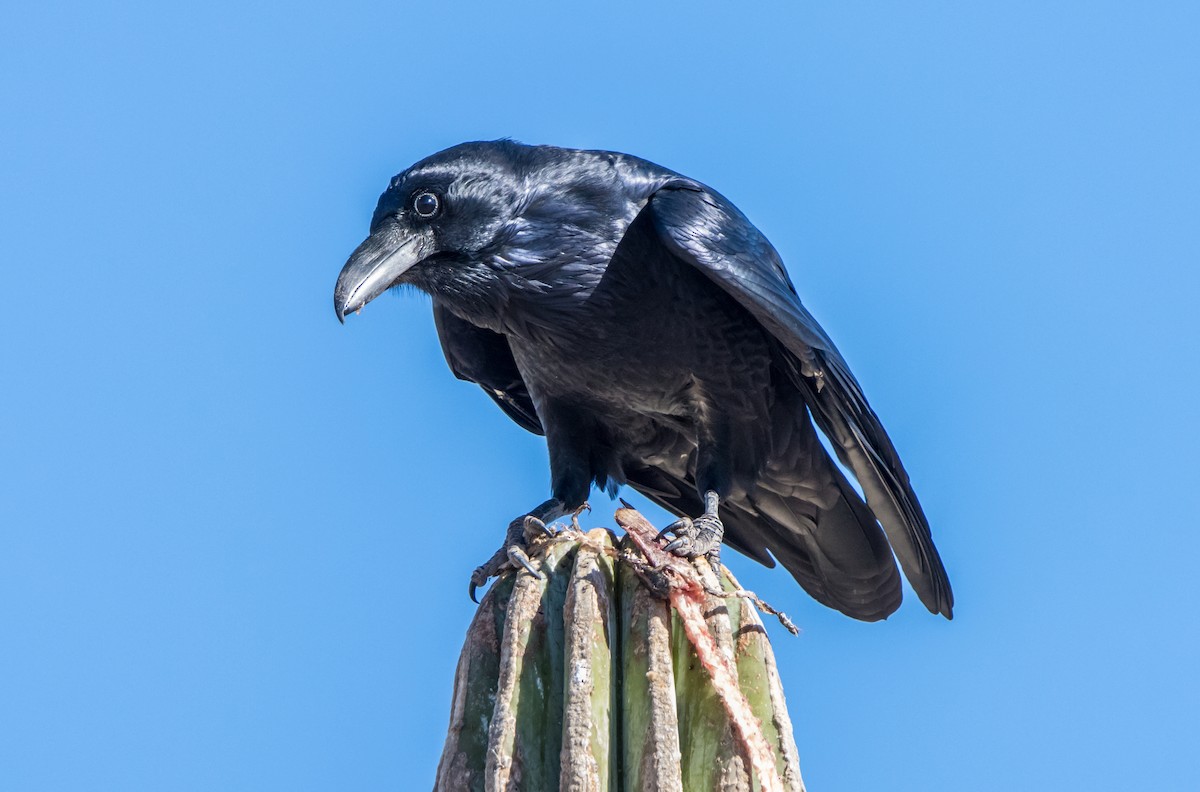 Common Raven - ML611292976