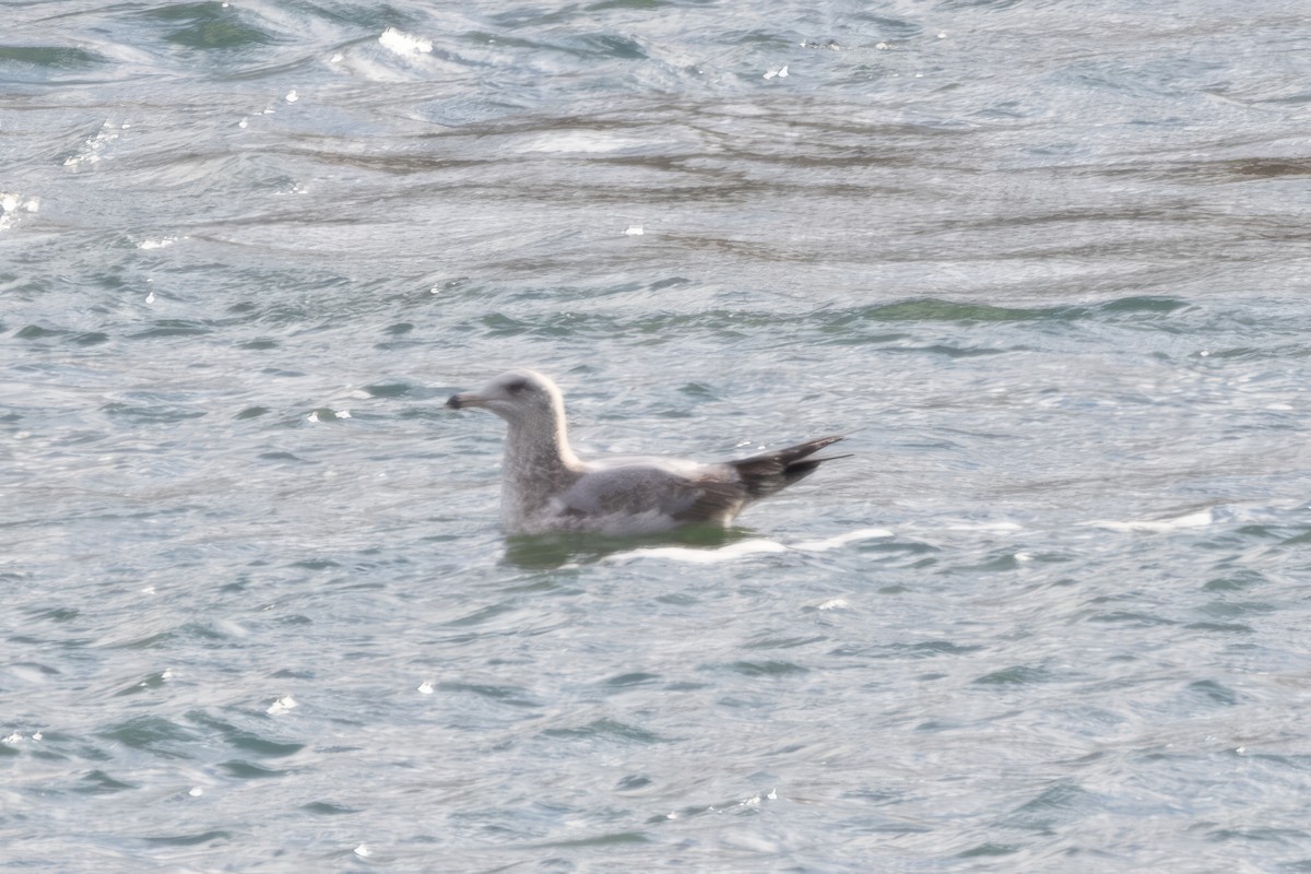 Gaviota Argéntea - ML611292988