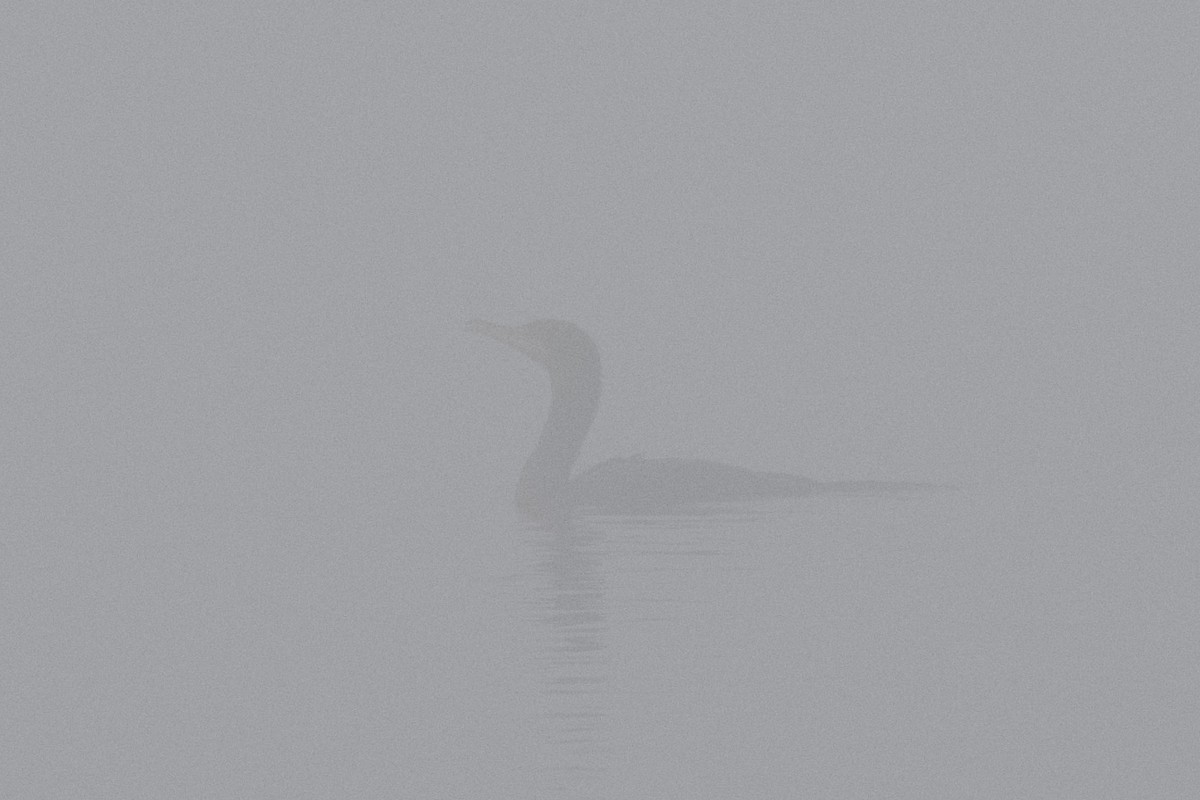 Double-crested Cormorant - ML611292999