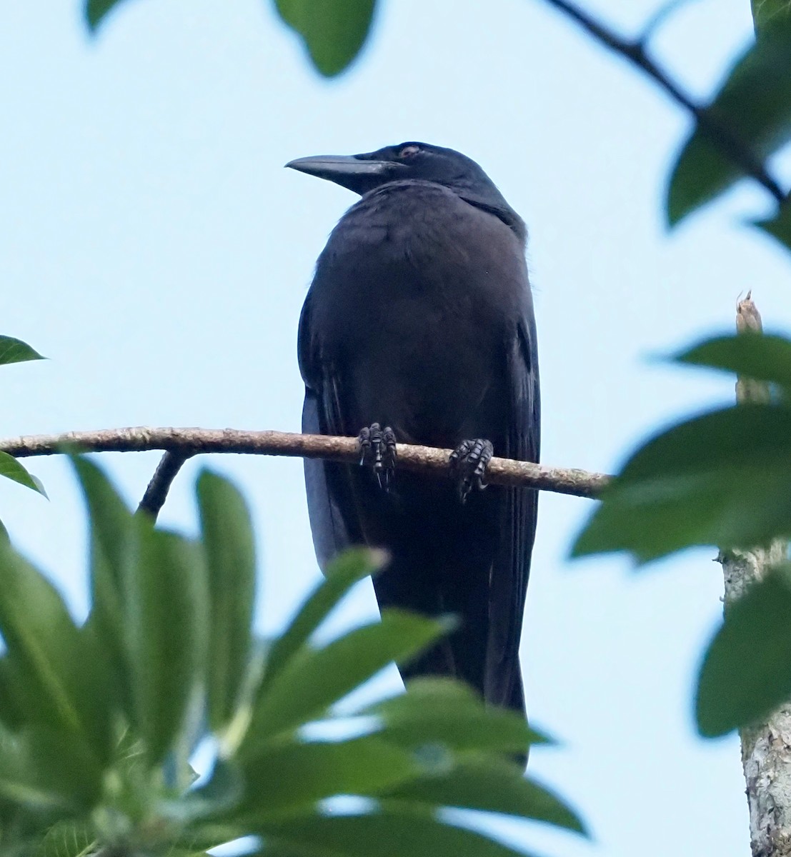 Jamaican Crow - ML611293039