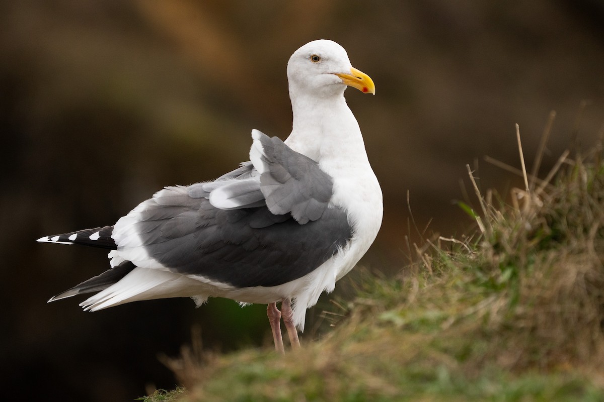 Western Gull - ML611293057