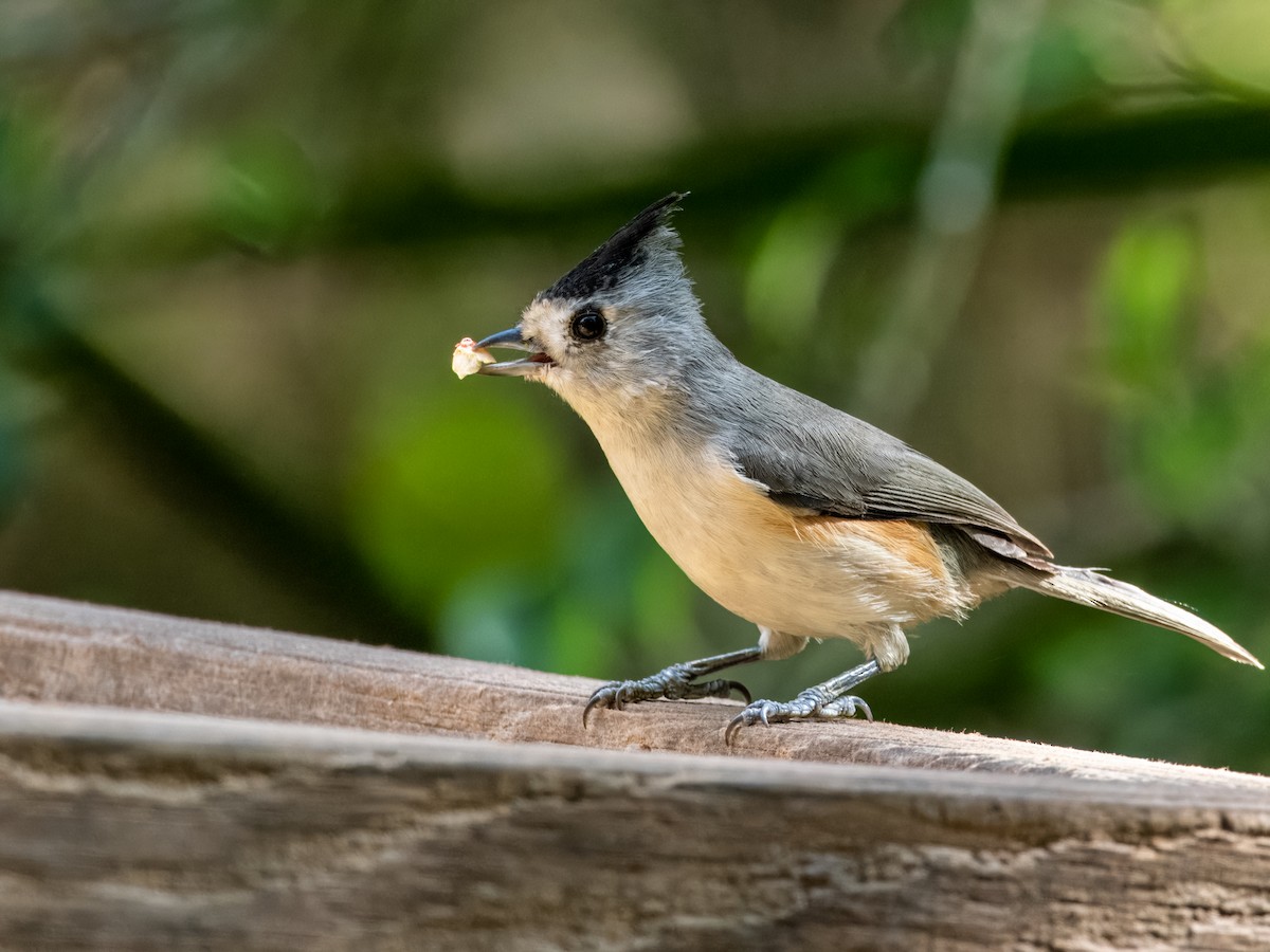 Black-crested Titmouse - Steven Meisel