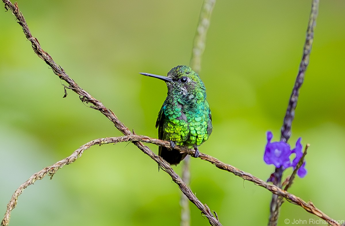 kolibřík blýskavý - ML611293097