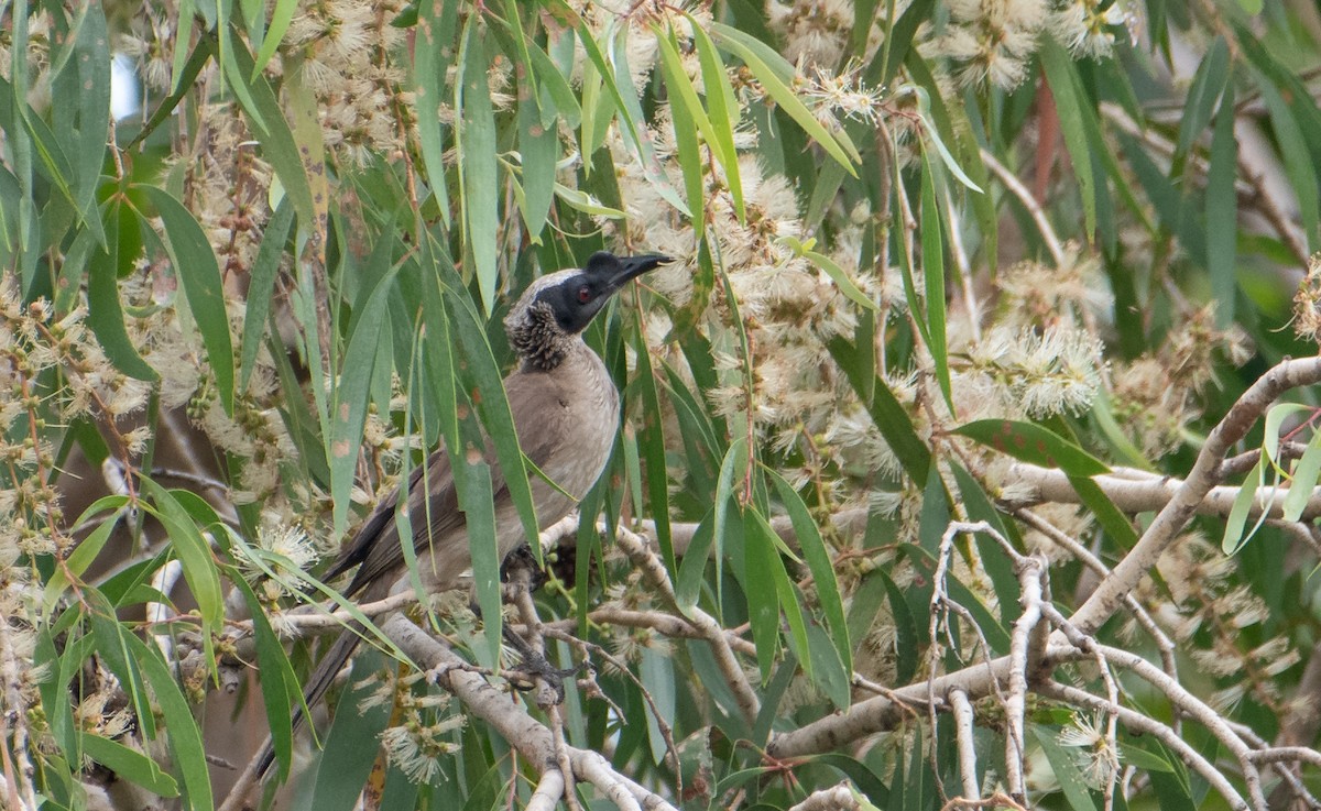 Silver-crowned Friarbird - Bill Bacon