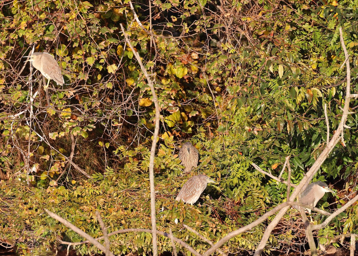 Black-crowned Night Heron - ML611293664