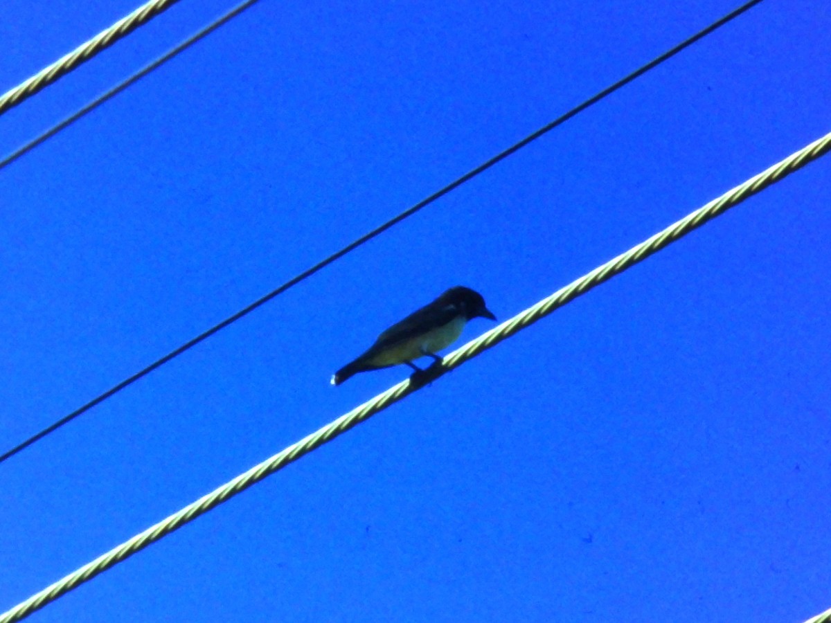 Fiji Woodswallow - Bob Hargis