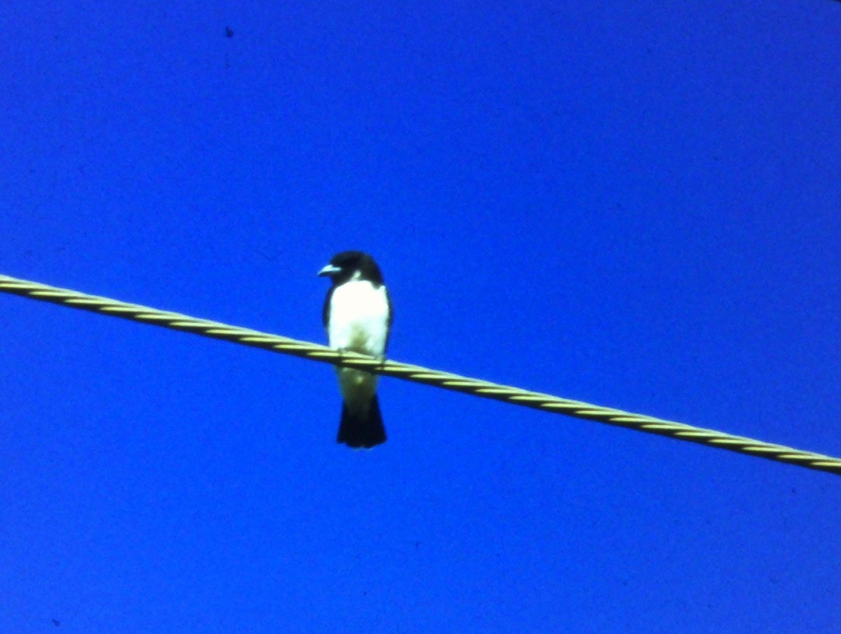 Fiji Woodswallow - Bob Hargis