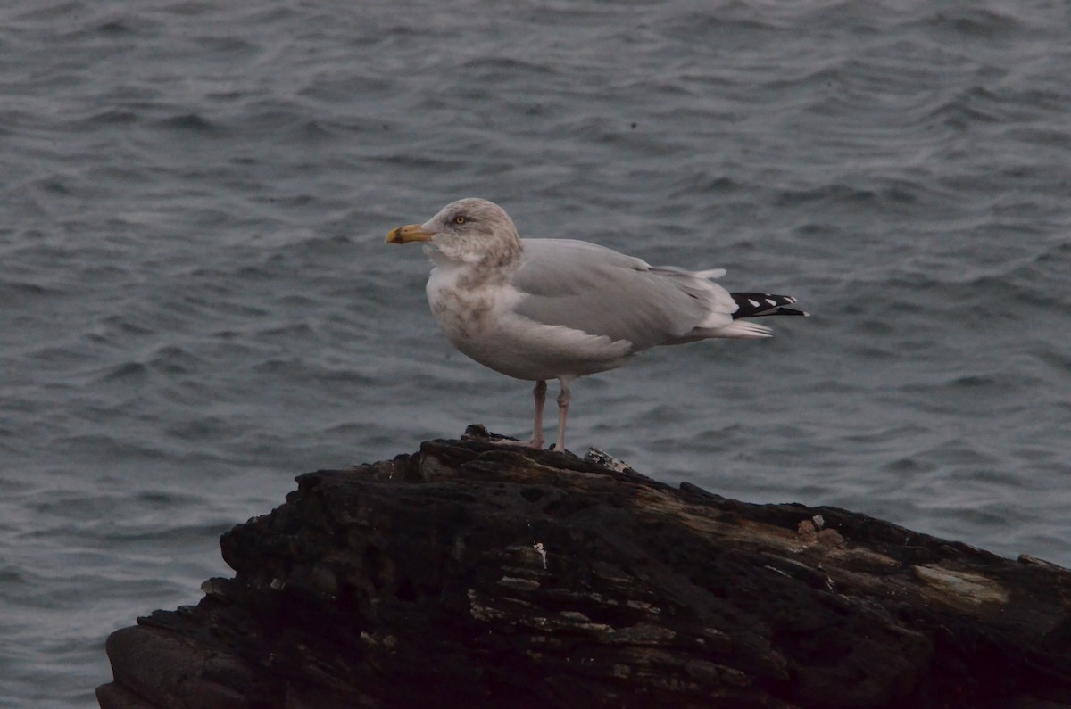 American Herring Gull - ML611293762