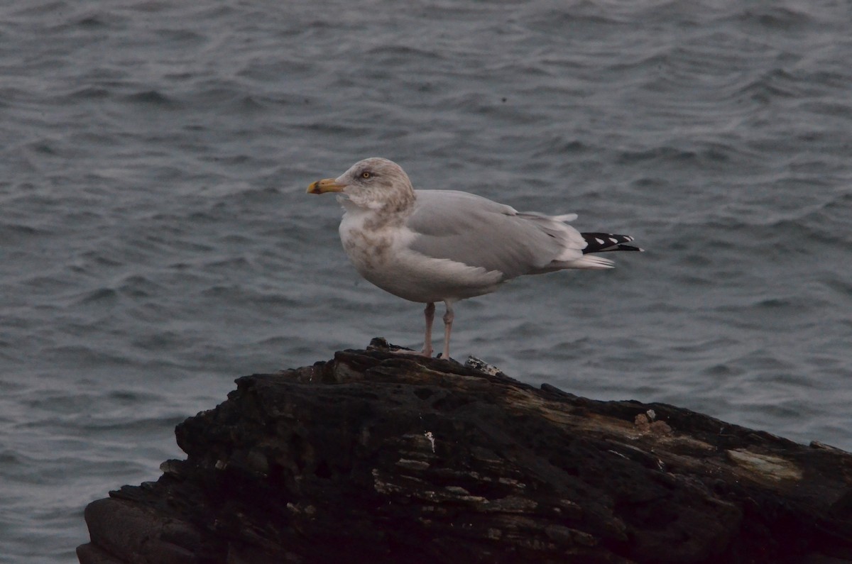 Herring Gull - ML611293762